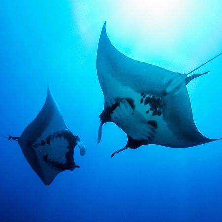 Island Scuba Inn Dhangethi Esterno foto