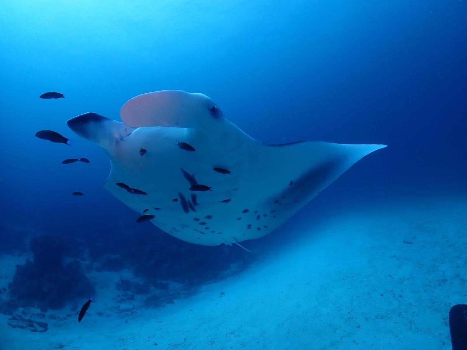 Island Scuba Inn Dhangethi Esterno foto