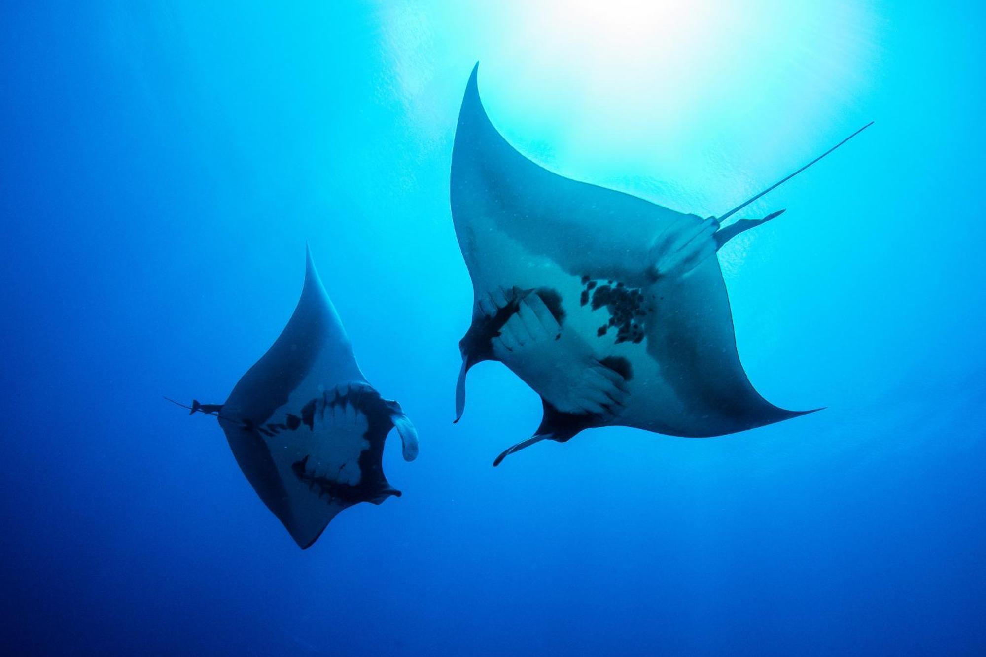 Island Scuba Inn Dhangethi Esterno foto