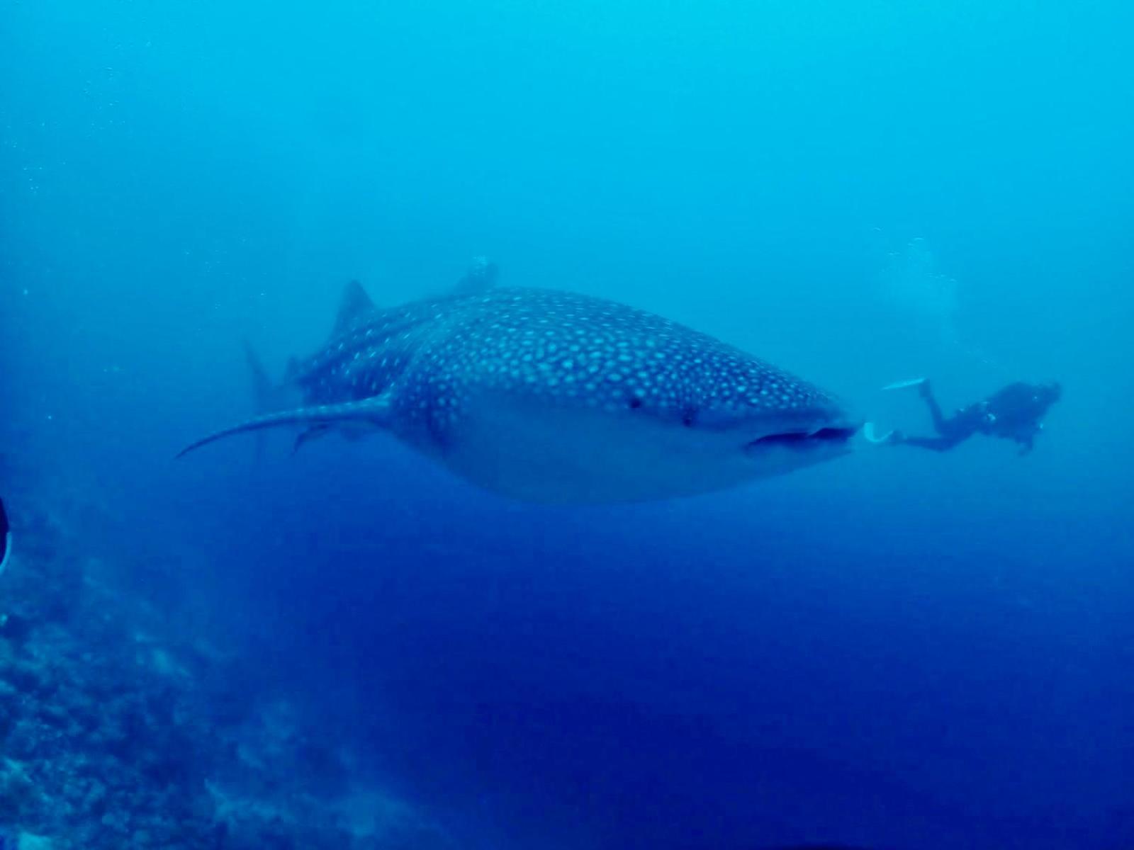 Island Scuba Inn Dhangethi Esterno foto